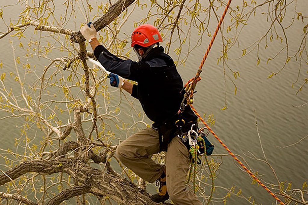 Tree Removal Services Melbourne Tree Pruning Melbourne