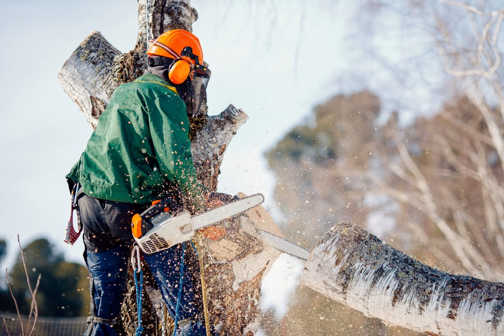 Tree Removal Services Melbourne Tree Pruning Melbourne